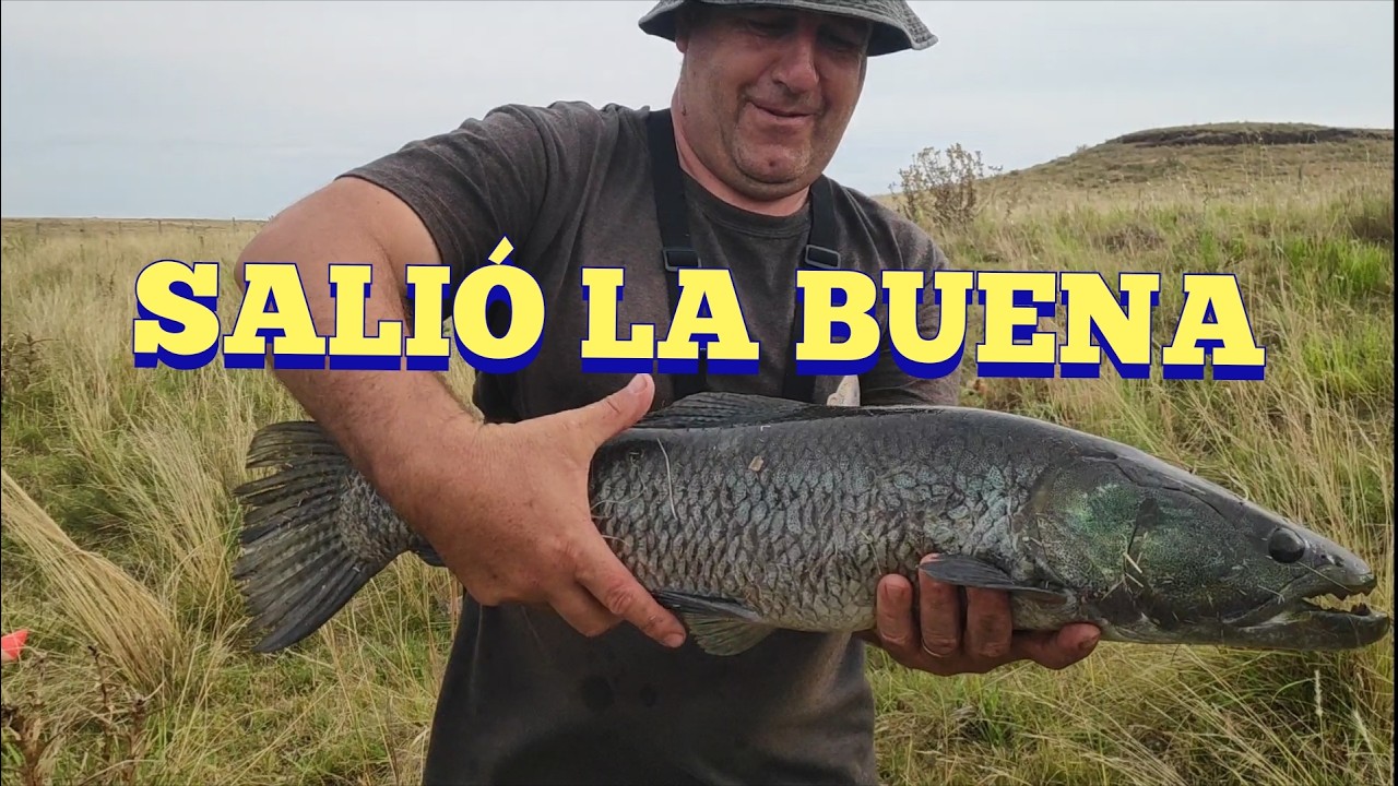 Tarariras a discreción en este arroyo en Pesca en agua dulce