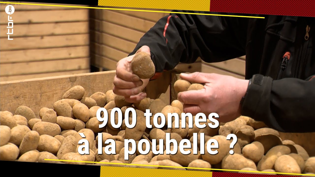 Nos producteurs de pommes de terre tirent la sonnette d'alarme - RTBF Info