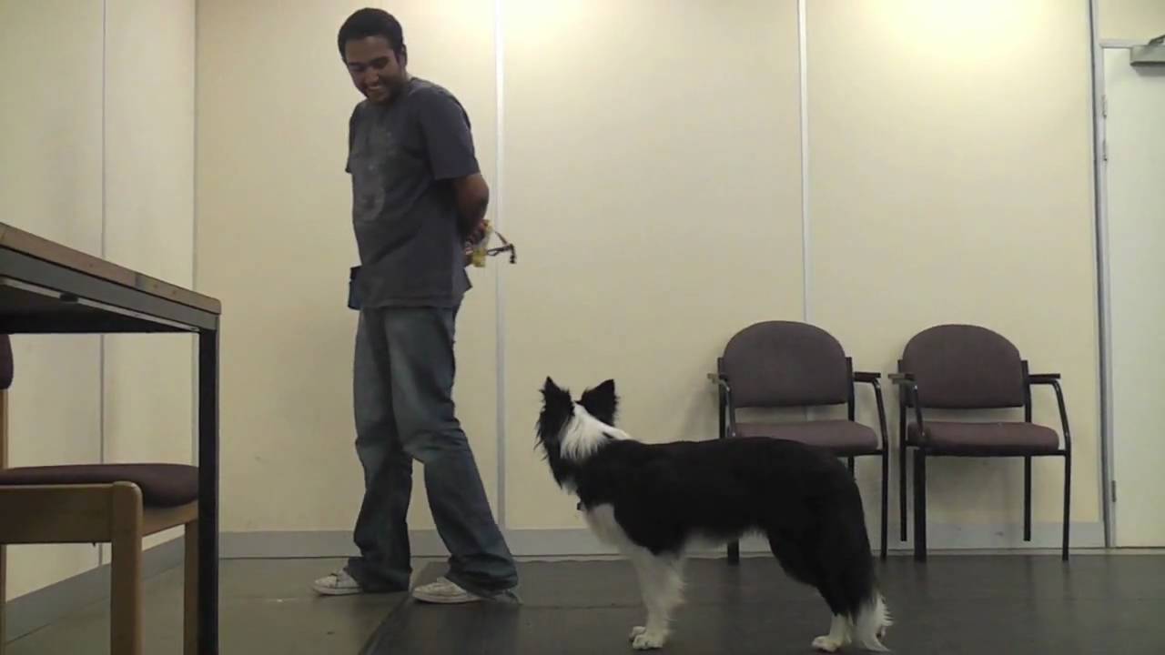 Teaching A Dog To Wear A Muzzle (Muzzle Training)