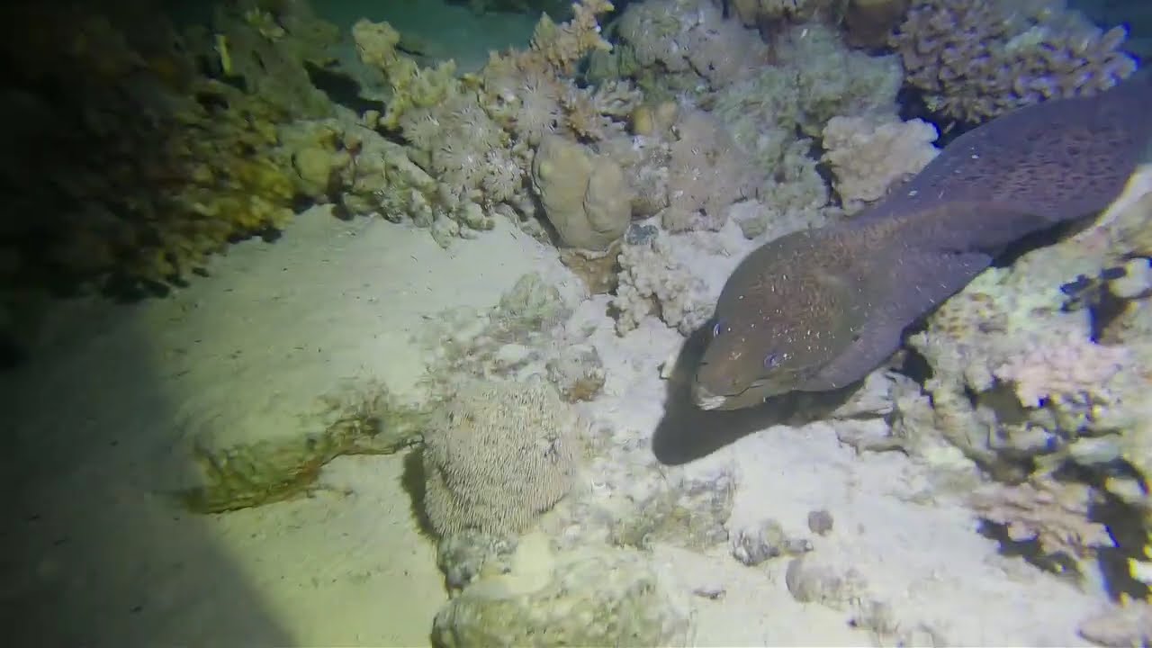Night Dive