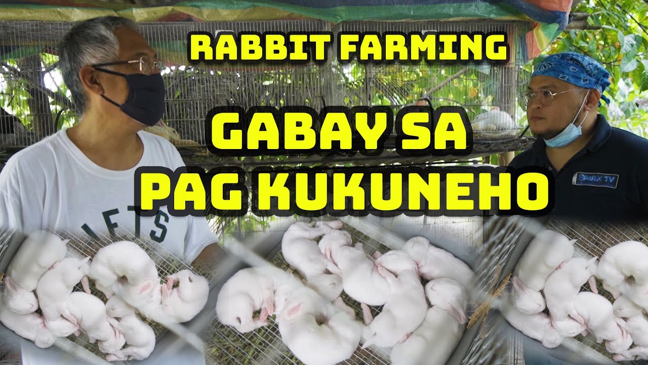 Rabbit Farming I Gabay sa Pag Kukuneho
