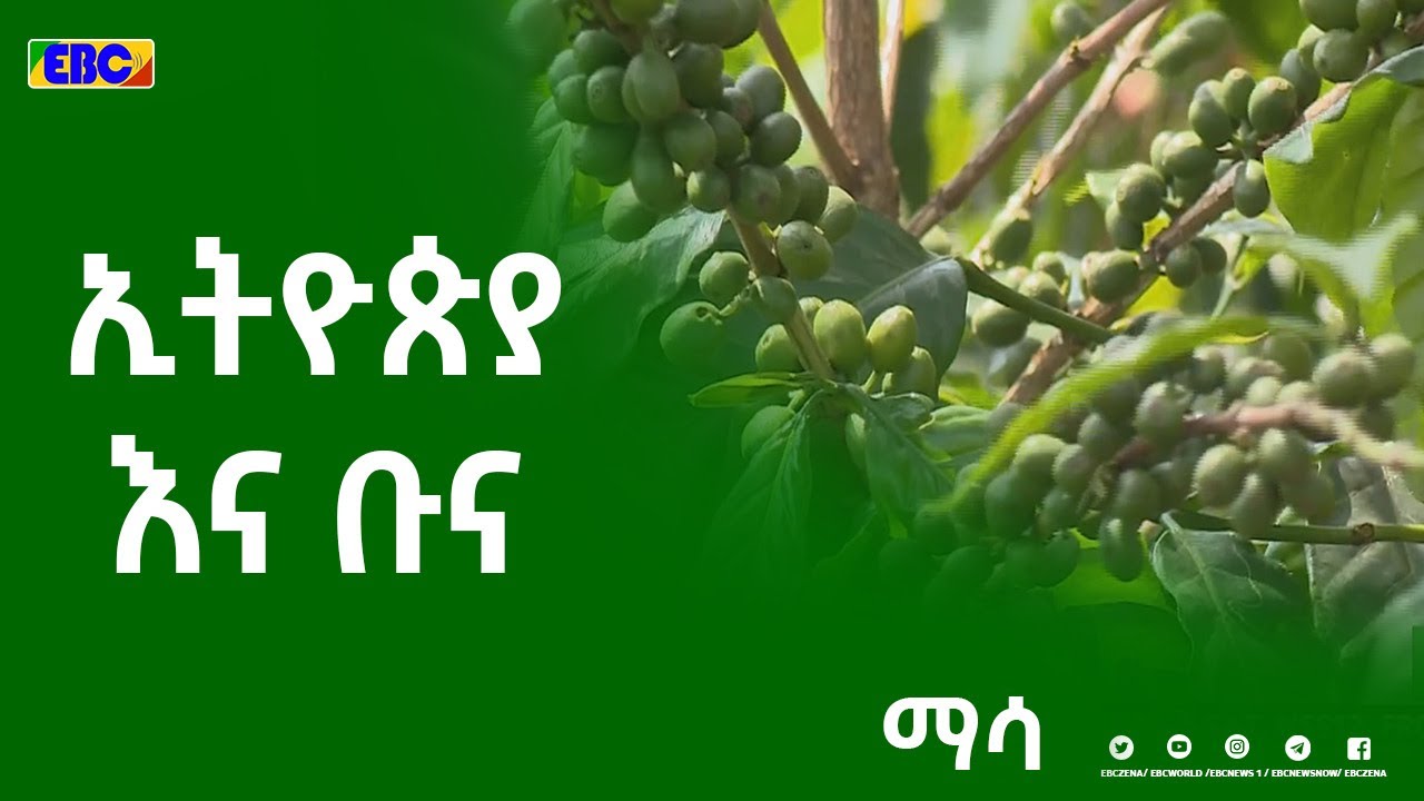 ማሳ፡-ኢትዮጵያ እና ቡና|