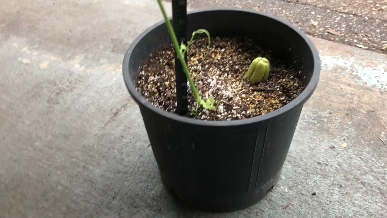 Overwintering Mirlitons in Containers - Update 1