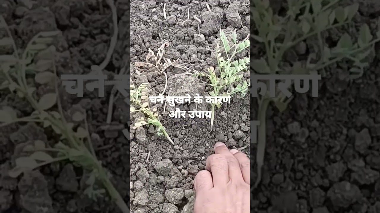 चने में उगठा रोग का कारण और उपाय