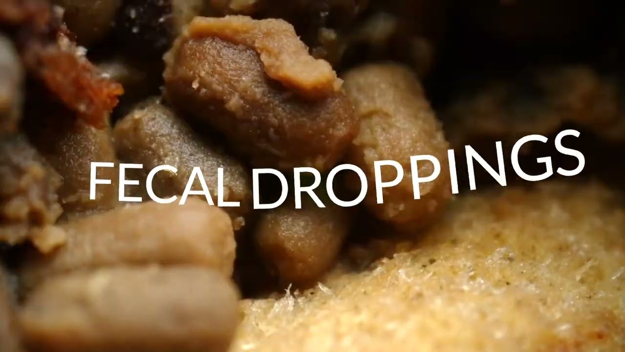 What are the top 5 signs of termite trouble?