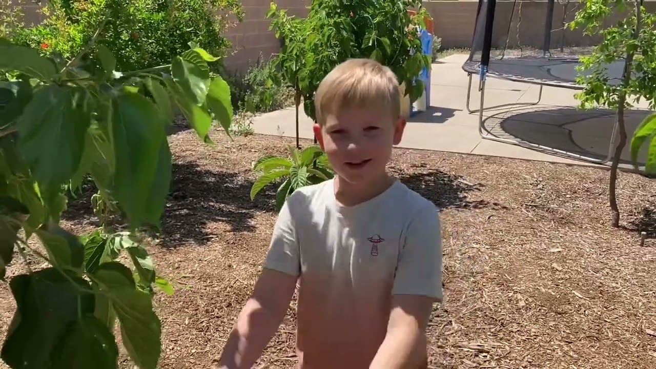 Pakistan Mulberry Trees in Arizona.