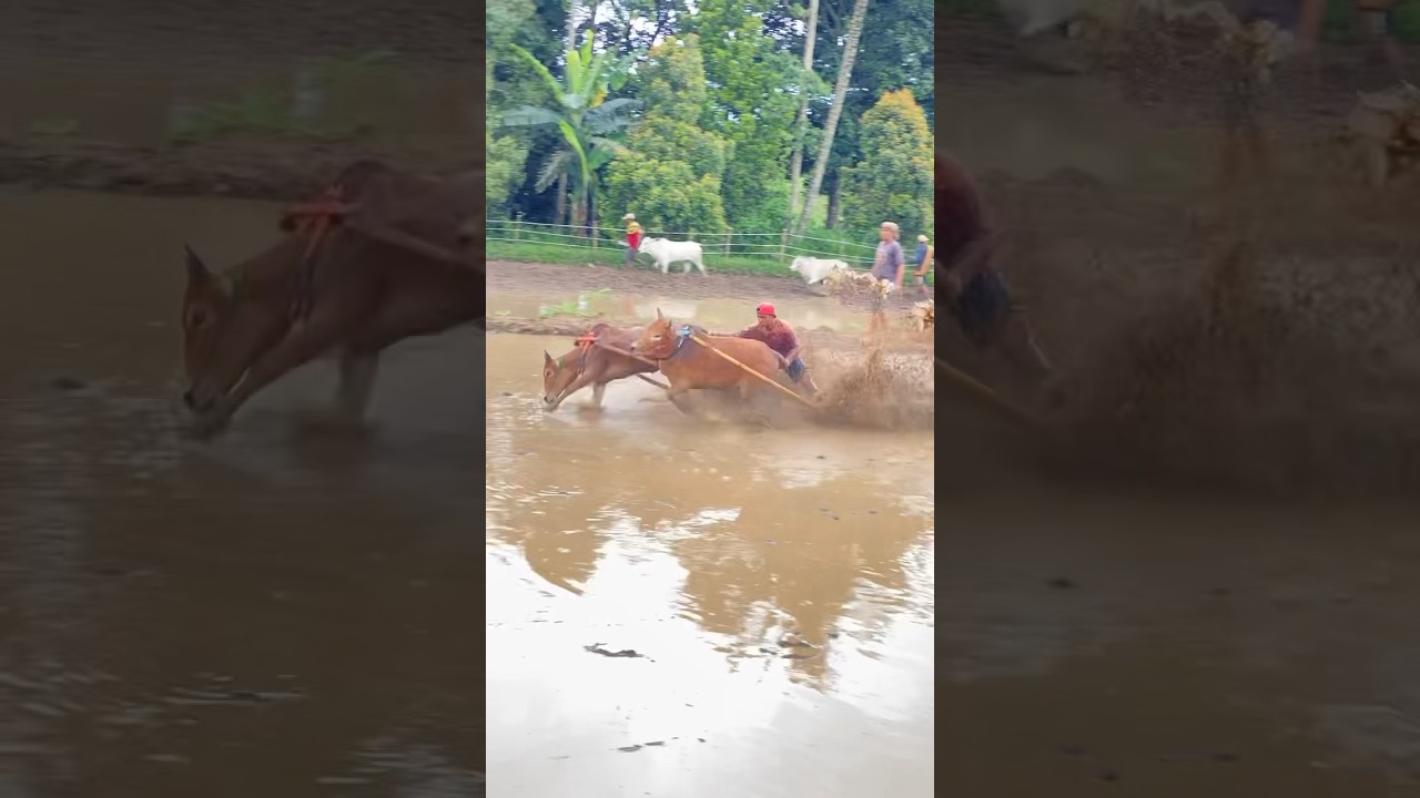 Pacu Jawi Tanah Datar (cow race) #pacujawi #minangkabau #sapi #tradisional #sumaterabarat #shorts