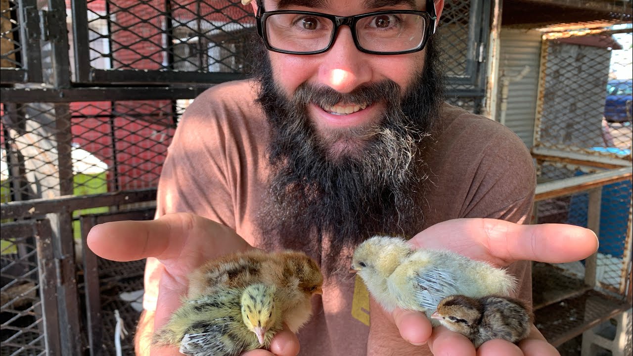 My $100 Worth of Eggs Hatched!!!!