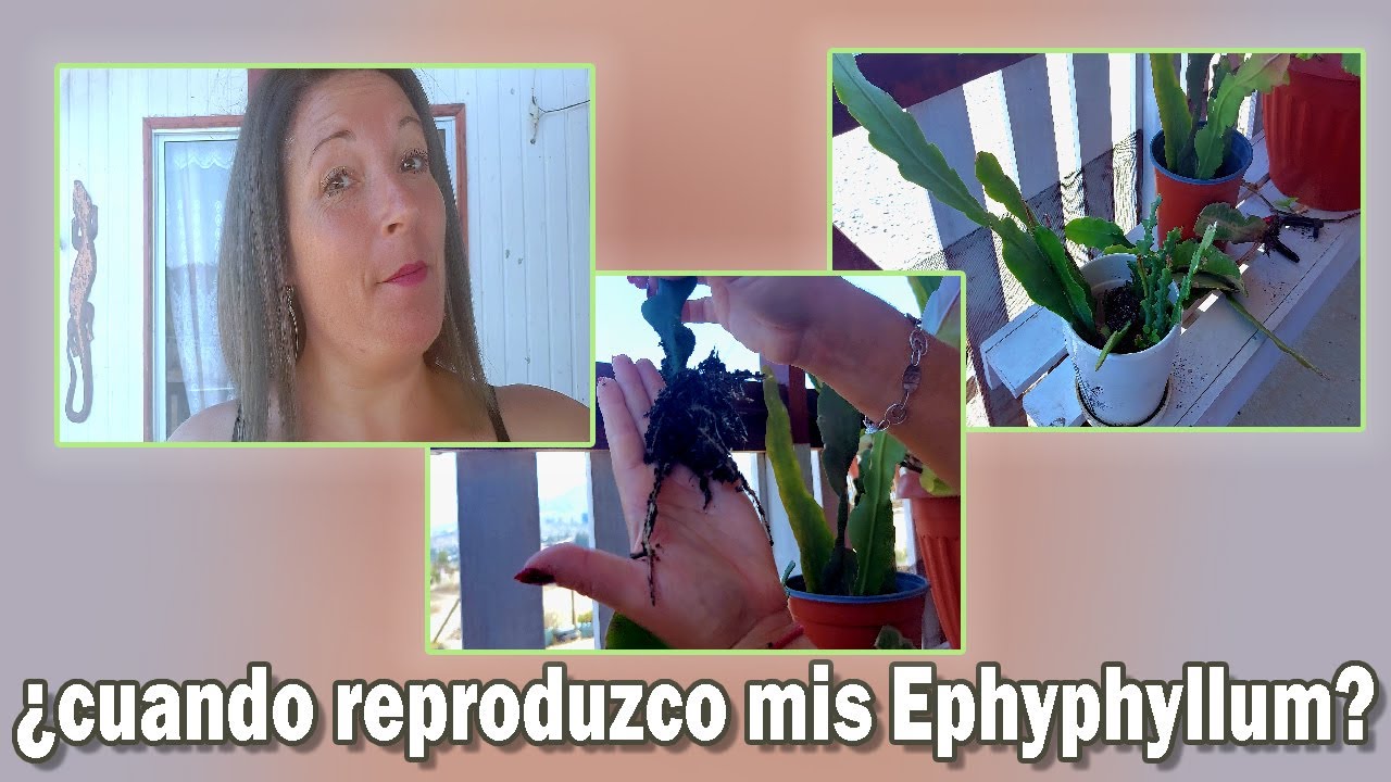 Cual es la 