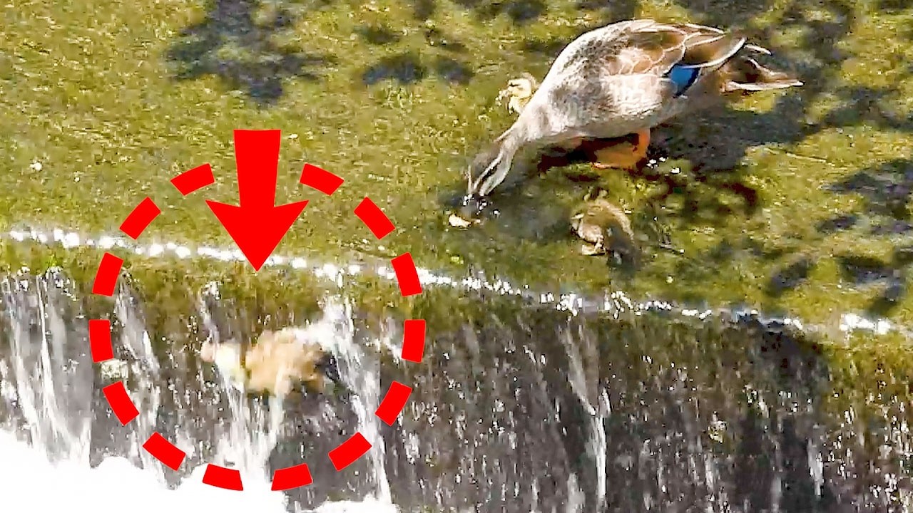 Duckling in Danger! Baby Duck Refuse to be Abandoned