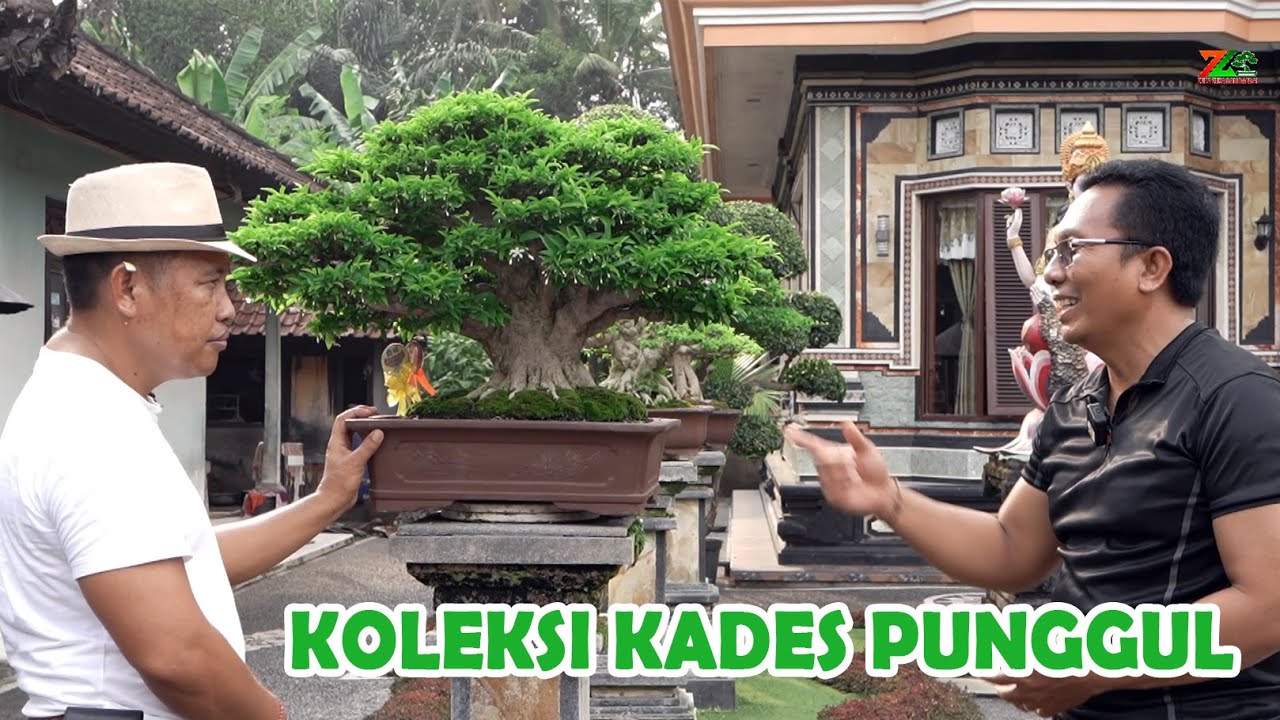 "ANTING PUTRI" BETAH DISINI MELIHAT KOLEKSI BONSAINYA