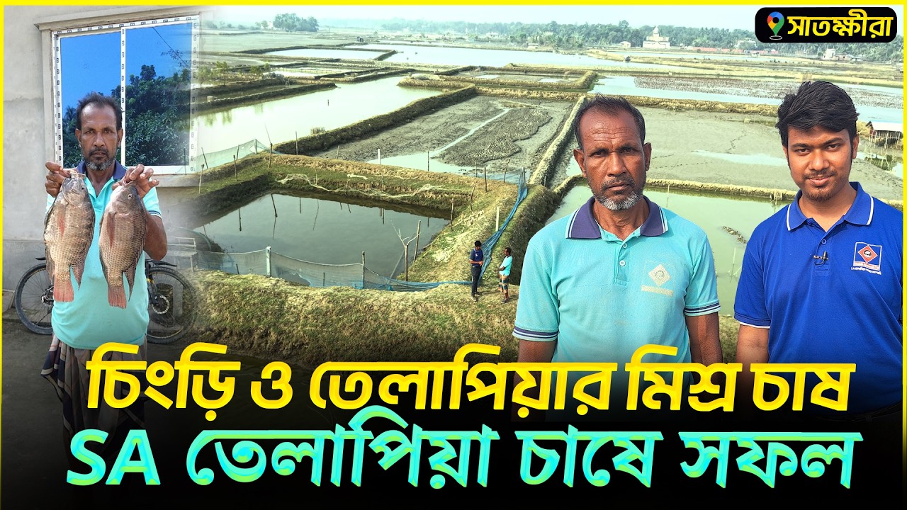 চিংড়ি ও SA তেলাপিয়ার মিশ্র চাষে সফলতা || Shakib AGRO || সাতক্ষীরাতে ঘেরে SA তেলাপিয়া চাষে সফলতা