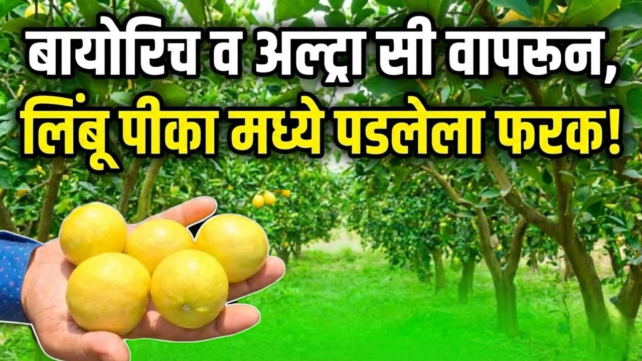 Episode 39 बायोरिच व अल्ट्रा सी वापरून, लिंबू पीका मध्ये पडलेला फरक