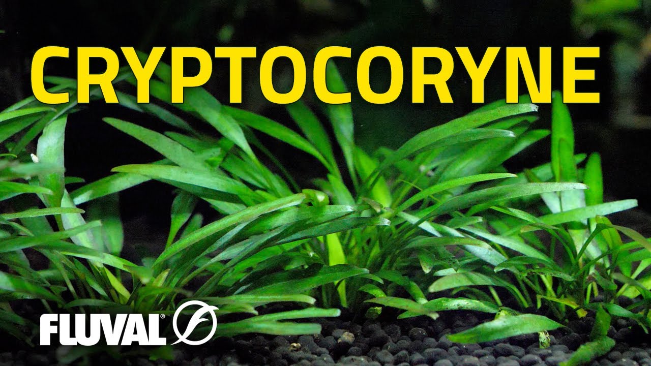 Species Spotlight | Cryptocoryne