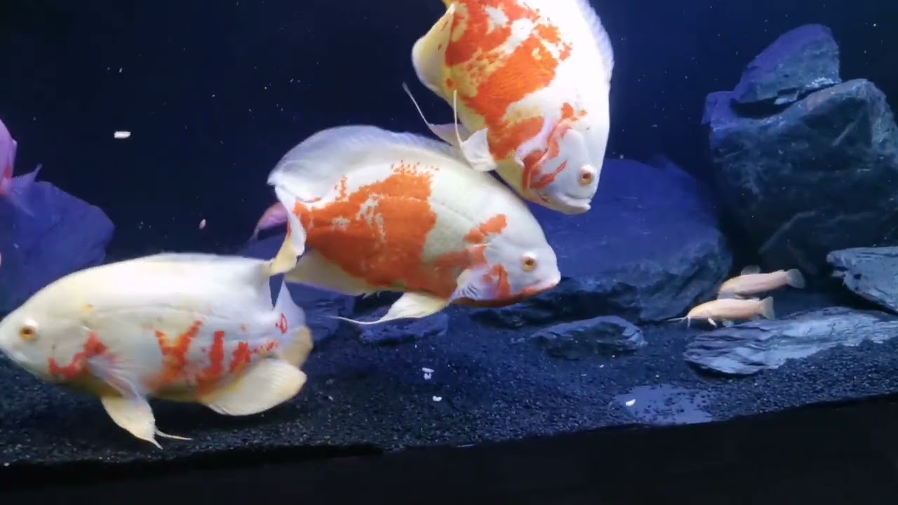 Oscar Fish red tiger albino with maggots
