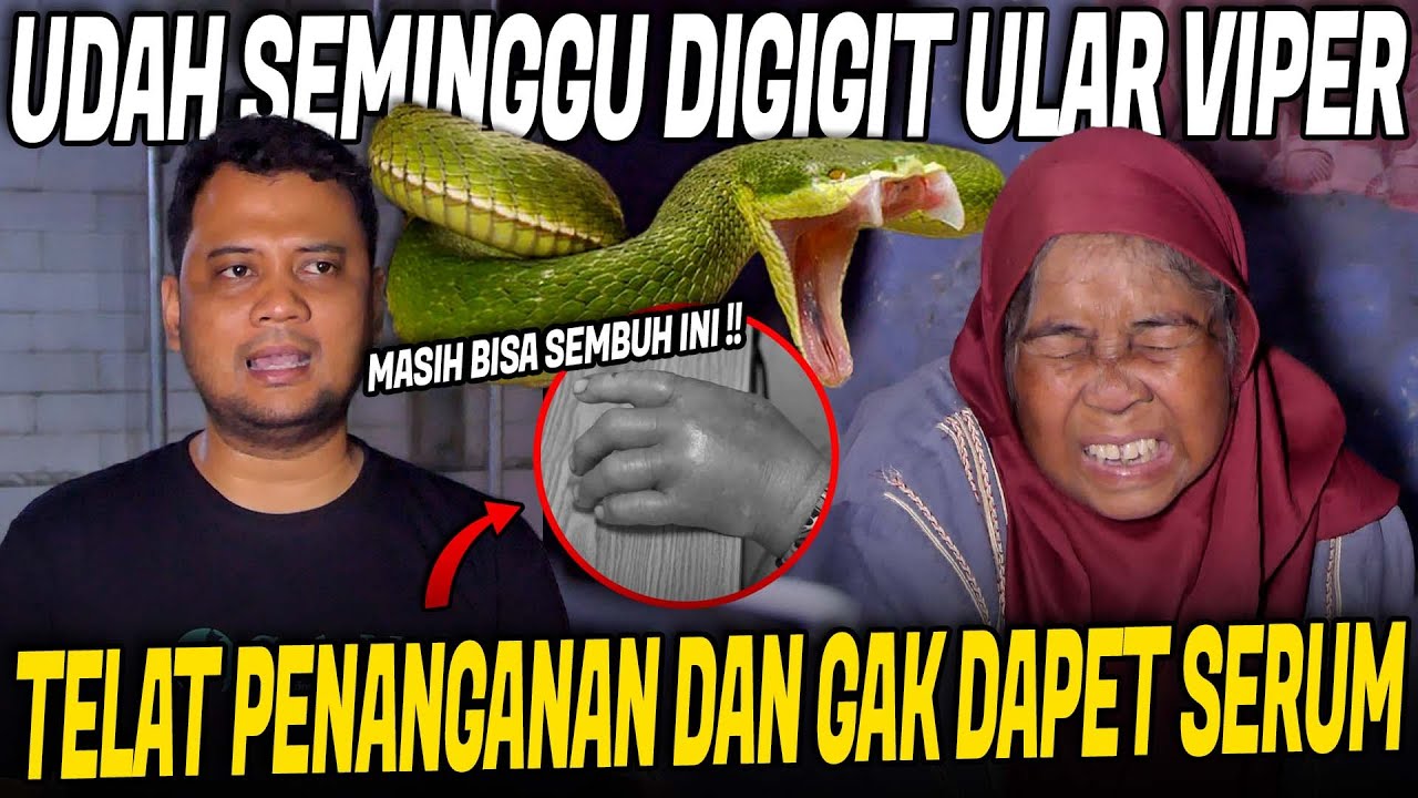 NENEK 60 TAHUN GAK KUAT NAHAN SAKIT AKIBAT GIGITAN ULAR VIPER POHON !!
