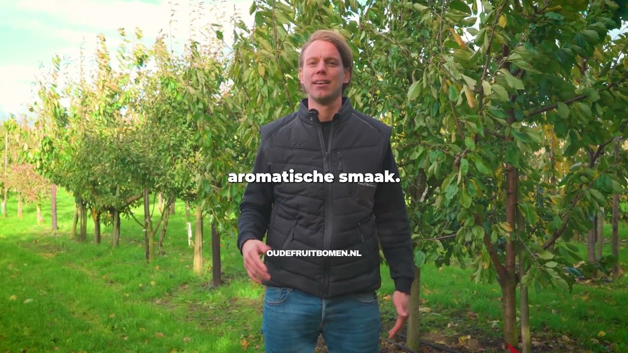 Alles over de Conference Perenboom: Oogst, Verzorging & Tips
