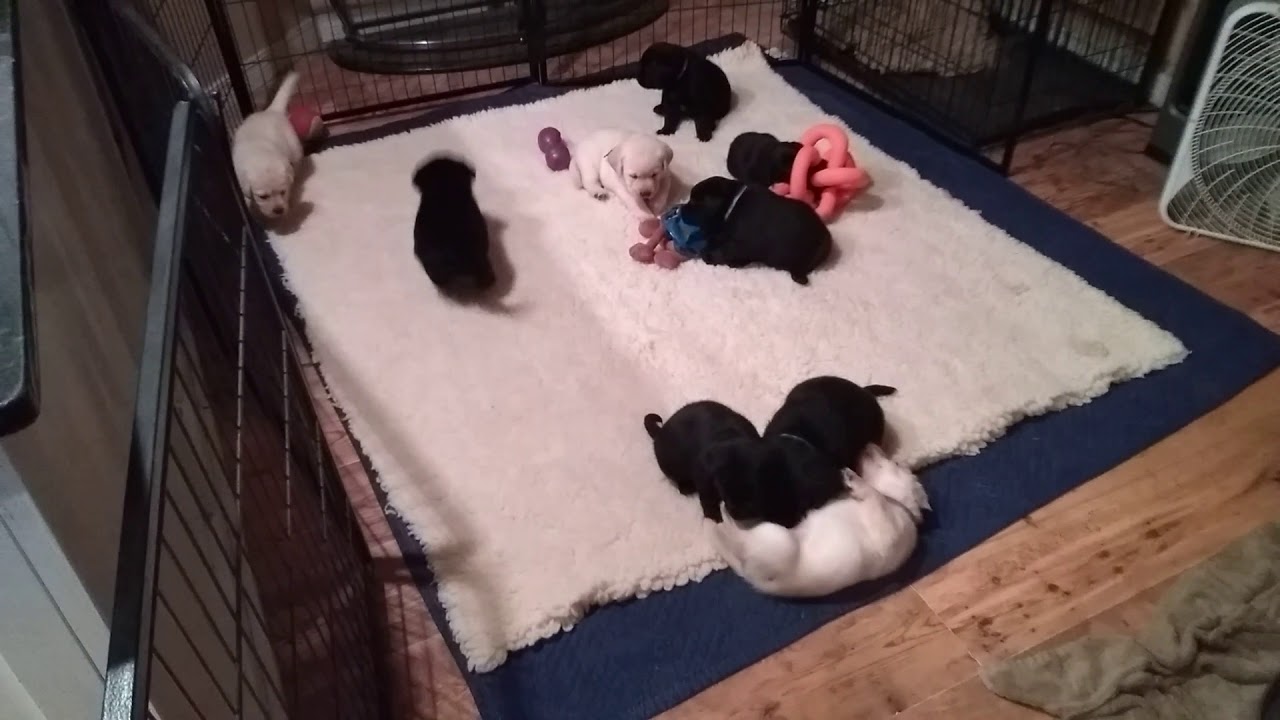 Bonus puppies 4 1/2 weeks