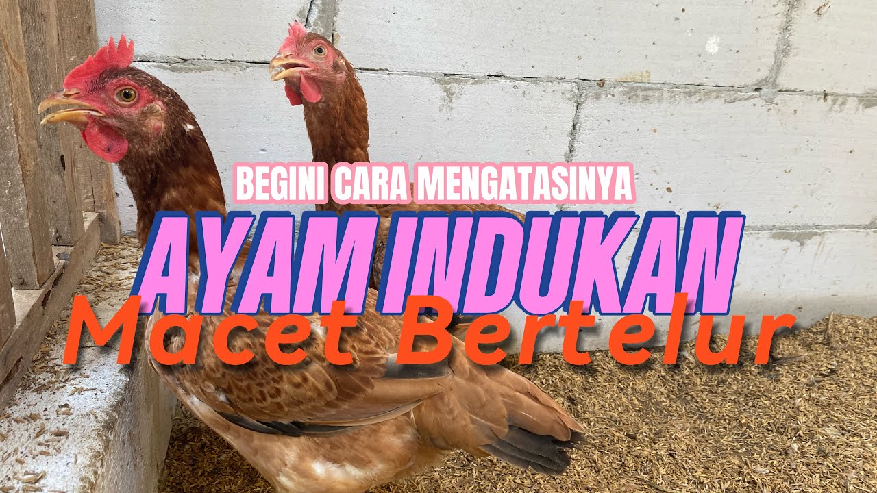 CARA MENGATASI AYAM MACET BERTELUR