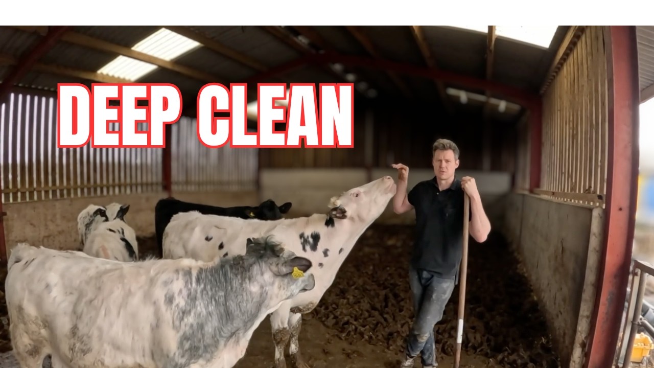 Farm Life in Action 🚜 Cleaning Cows Out & Bedding Up