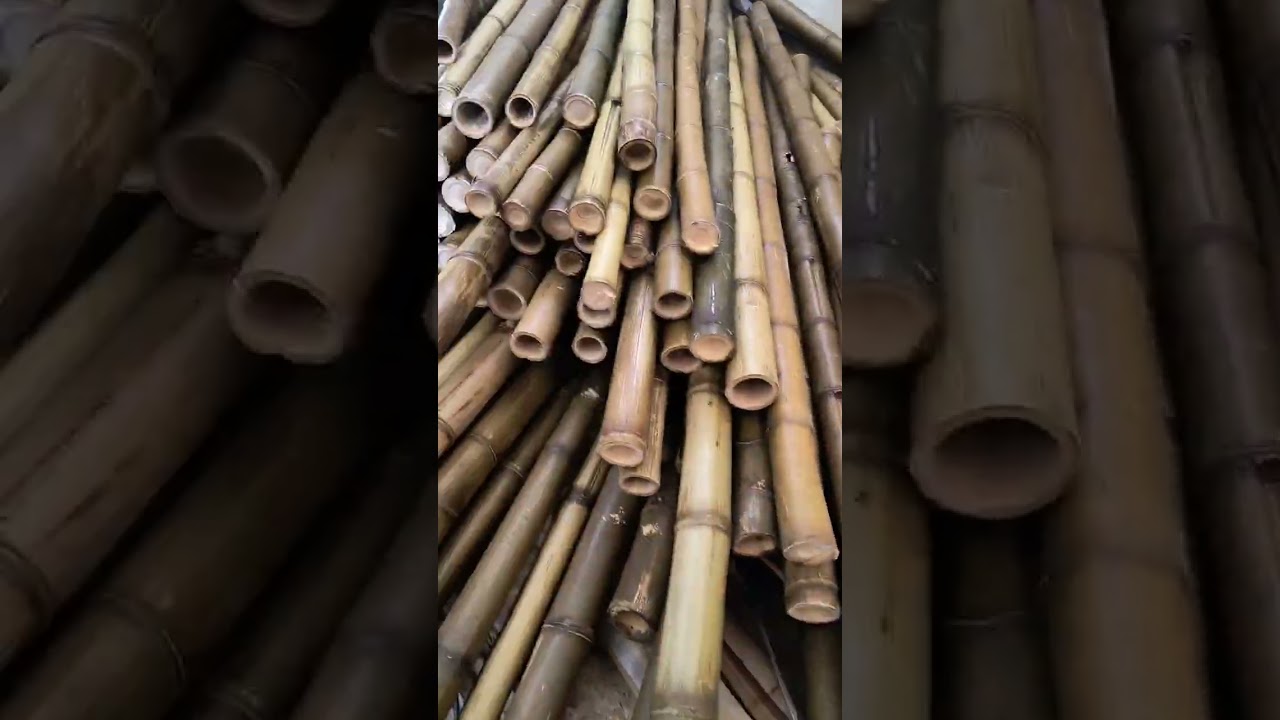 corte, montagem instala&ccedil;&atilde;o de cerca de bambu #shorts