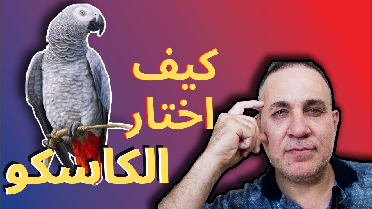 كيف اختار الكاسكو