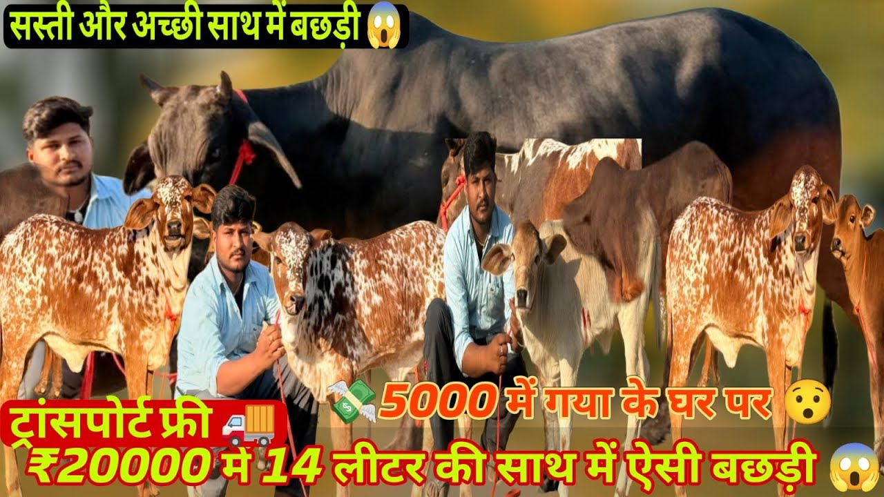 20000 से शुरू 🎉 ट्रांसपोर्ट फ्री 🚚 ऐसी बच्चियों हजारों मिलेगी 🫵 सस्ती 🐄 आज मिलेगी 🎁 किसके घर जाएगी 💸