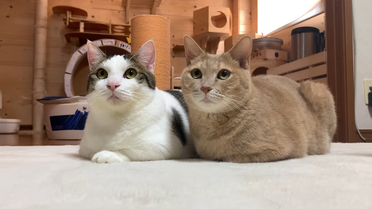 2匹並んでほっこりする猫