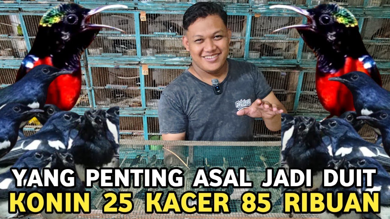 ASAL JADI DUIT RUGI PUN JADI || KACER DARI 85 SAMPAI 150  RIBU KONIN 25 RIBUAN PERKICI 350 RIBUAN