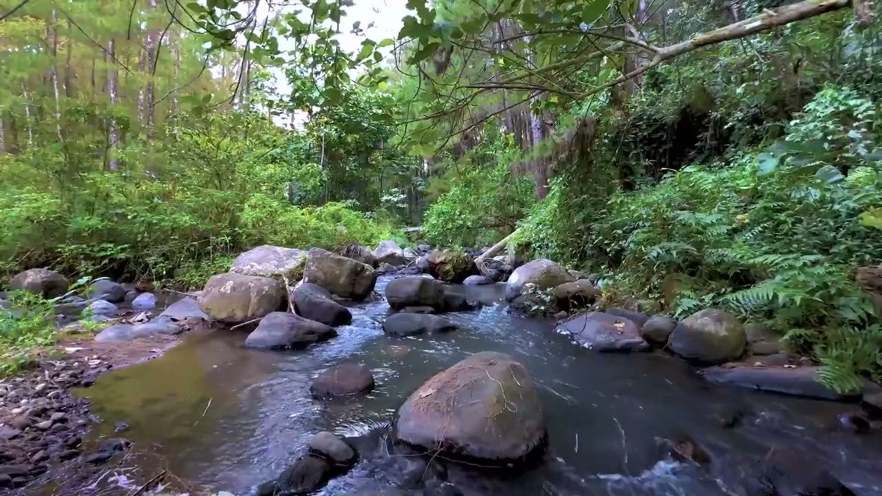 Achieve Deep Relaxation with Soothing Forest Watersounds and Birds