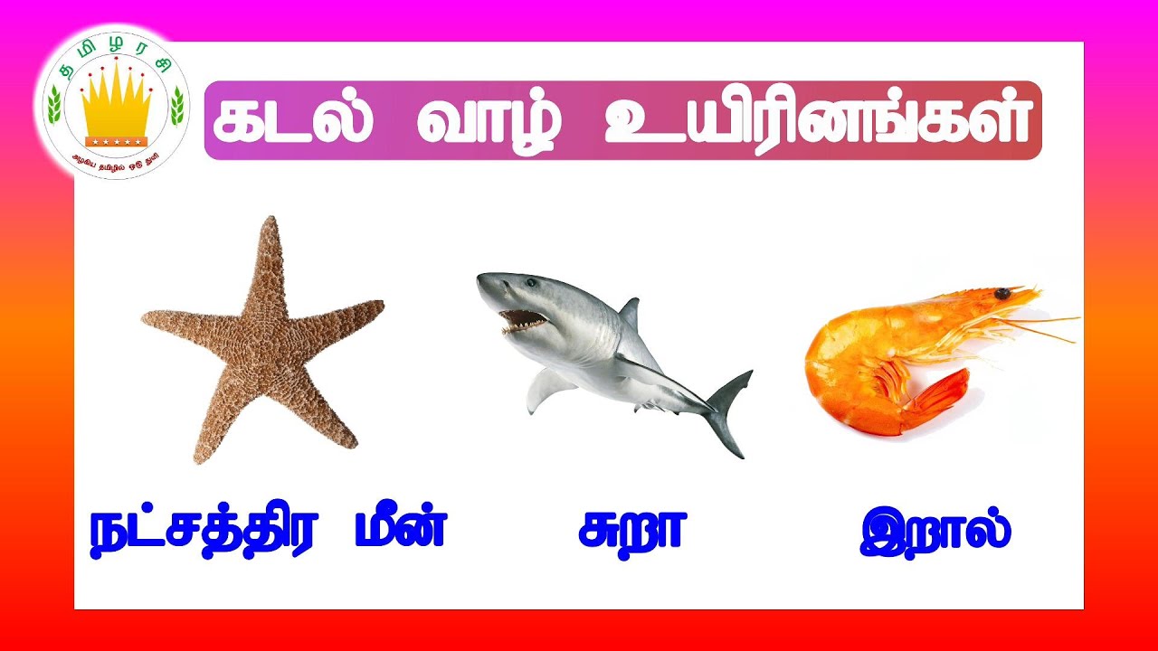 கடல் வாழ் உயிரினங்கள் - தமிழரசி  |Learn Sea Animals Names in Tamil for kids and Children| Tamilarasi
