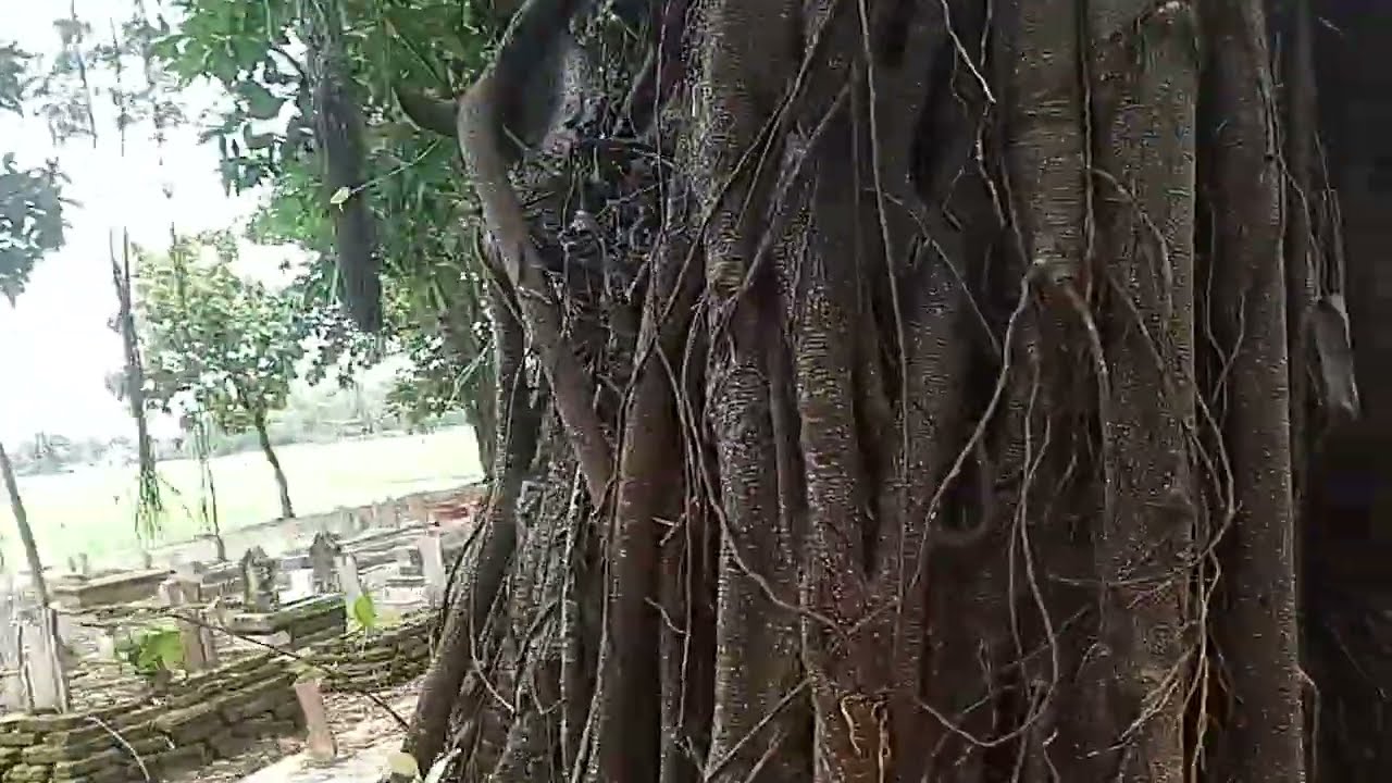 Makam buyut Mesir, desa Sukagumiwang, Indramayu 