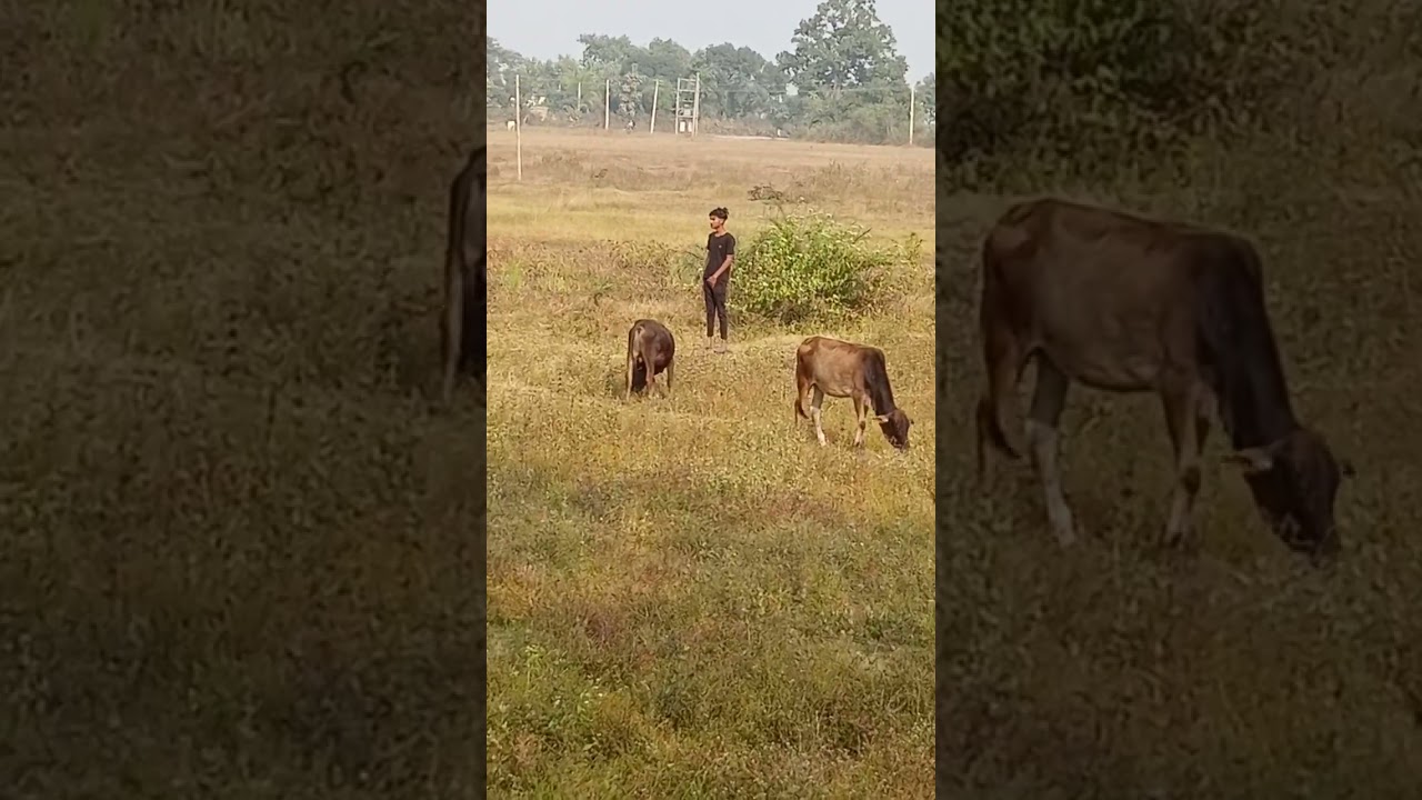 panchi dharna wala video