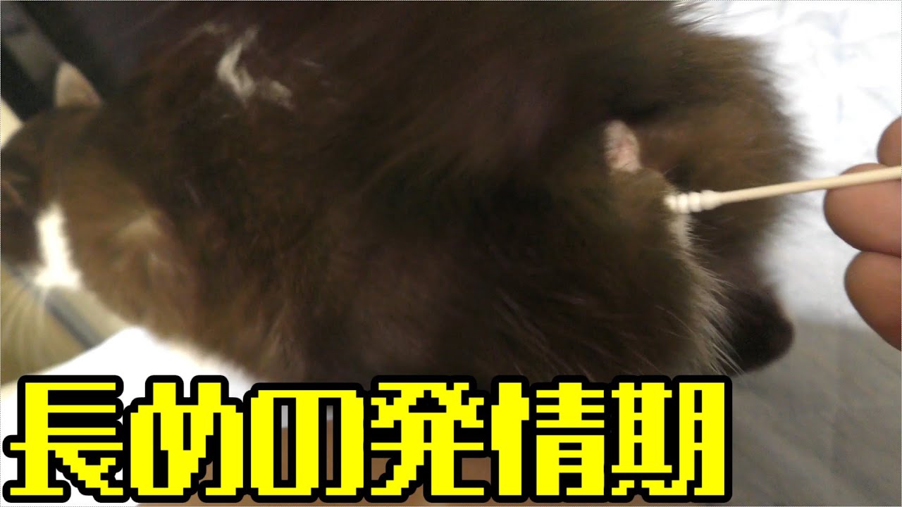 ちょっと長めの発情期猫みーちゃん…綿棒の減りが早い、どうなってしまうのか