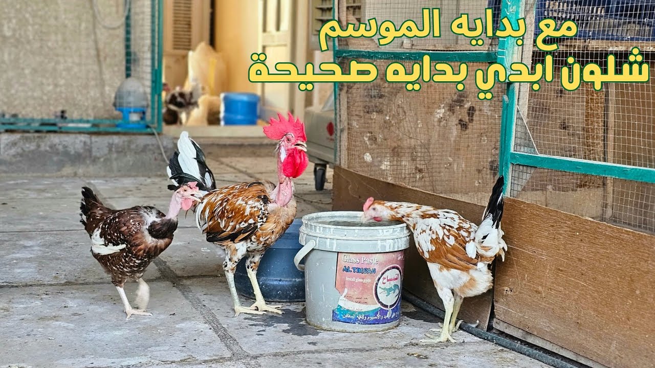 مع بدايه الموسم🤔 شلون ابدي بدايه صحيحة في تربيه الدجاج🐔