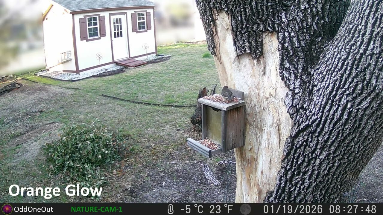 January  |  Nature Cam 1 [1]