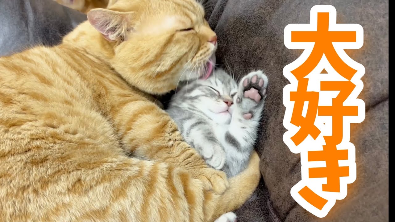 息子を好き過ぎる父猫と愛されてるやんちゃな子猫おぎんくんがかわいい💓