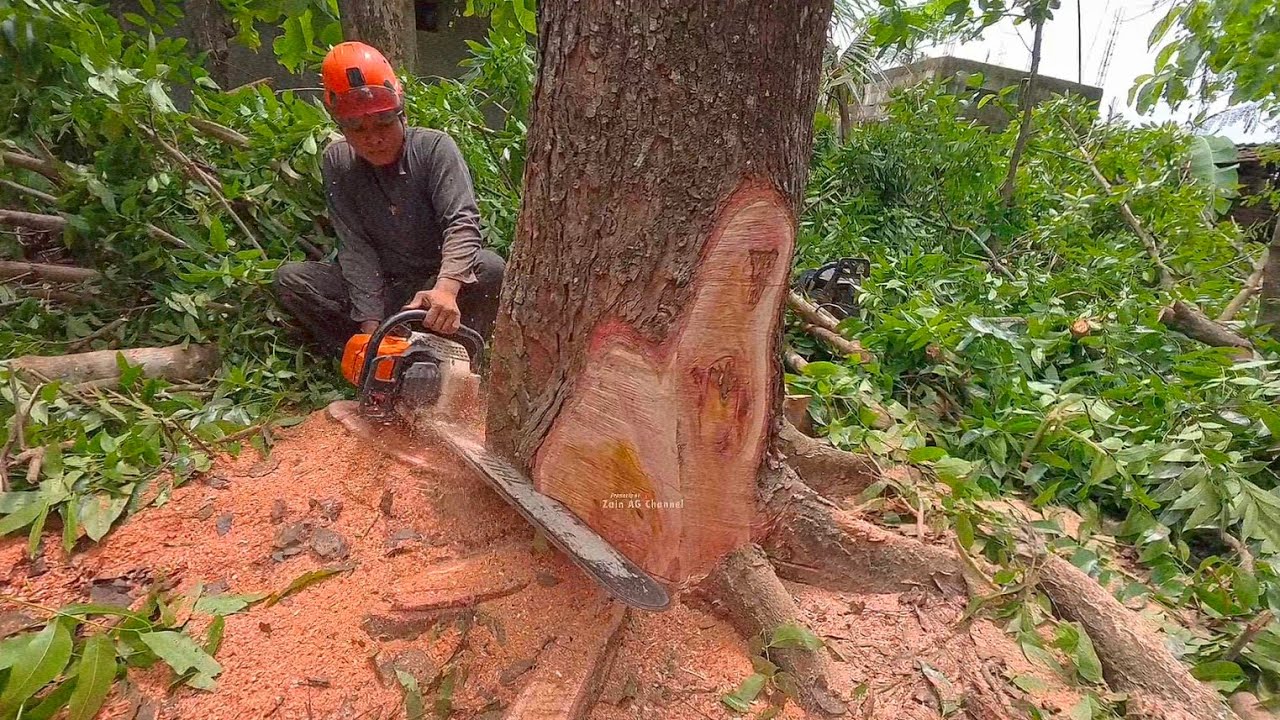 With the gust of wind ‼️cut down 2 tall Mahogany trees