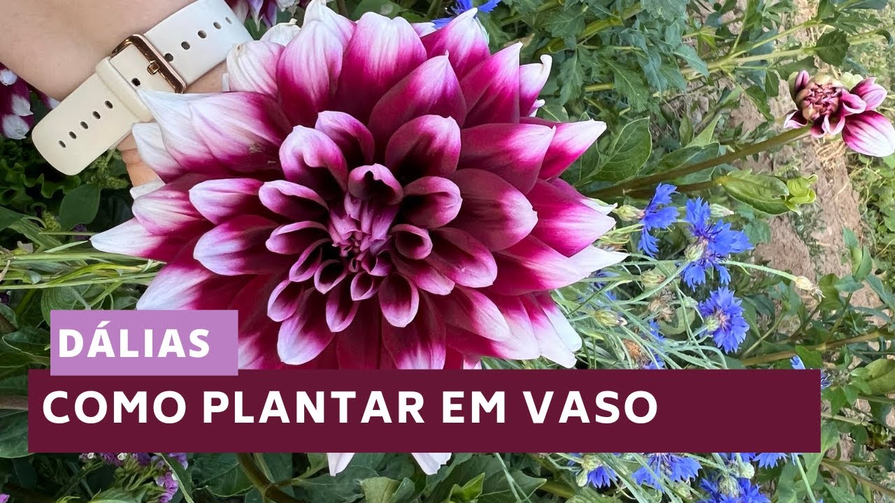 Como plantar Dálias