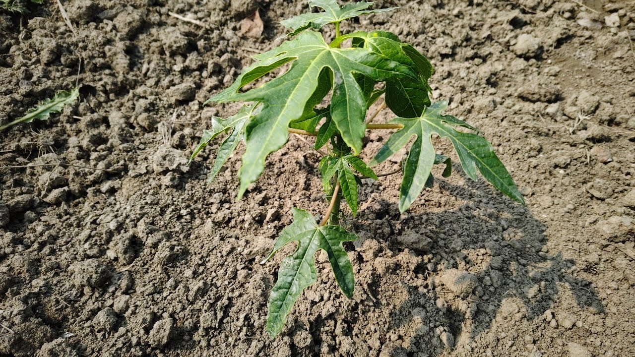পেঁপে চাষীদের জন্য গুরুত্বপূর্ণ ভিডিও 