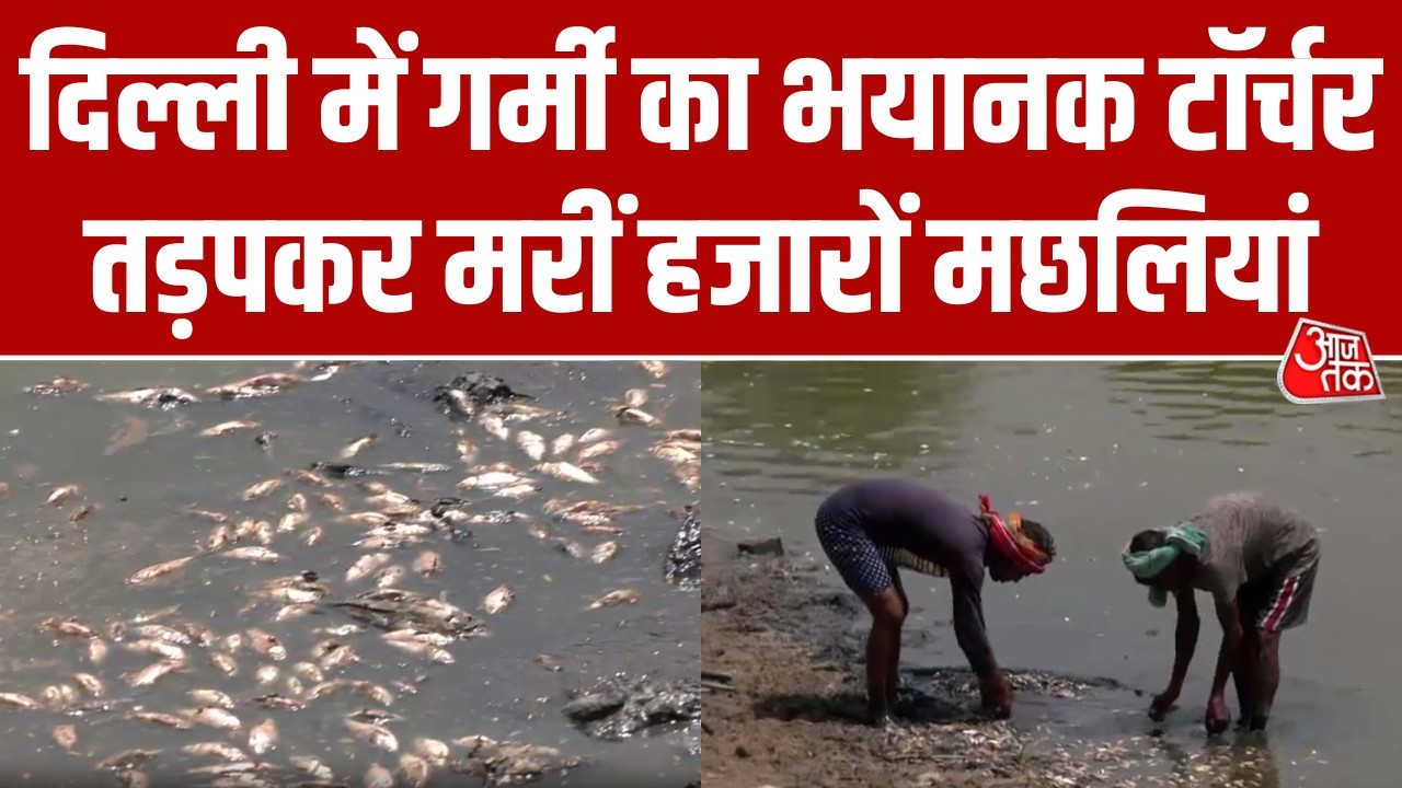 Delhi Weather: जानलेवा गर्मी ने छीनी बेजुबानों की जिंदगी, Sanjay Lake में तड़प-तड़पकर मरीं मछलियां