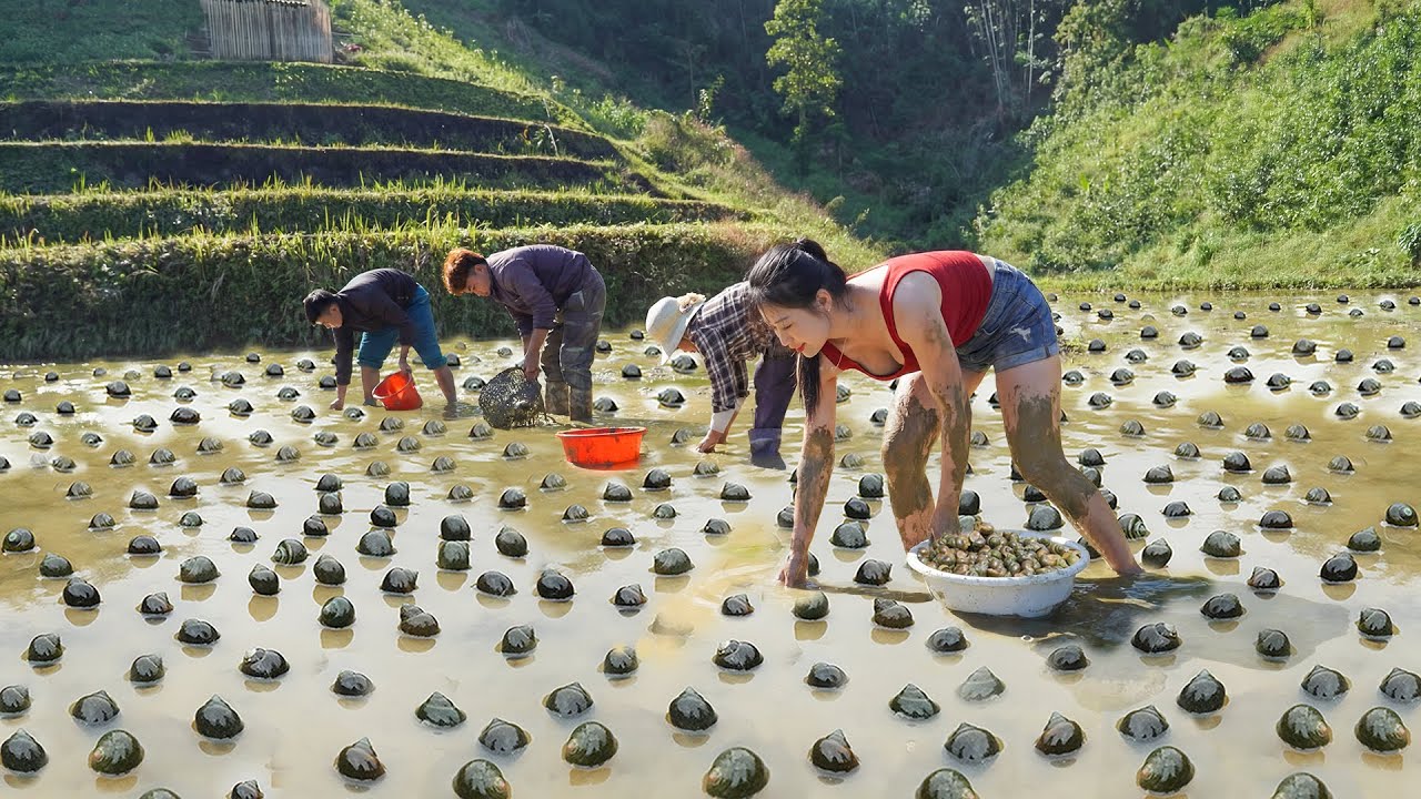 Harvesting Many Snails From Mud Fields To Sell At The Market - Taking Care Of The Sugarcane Garden