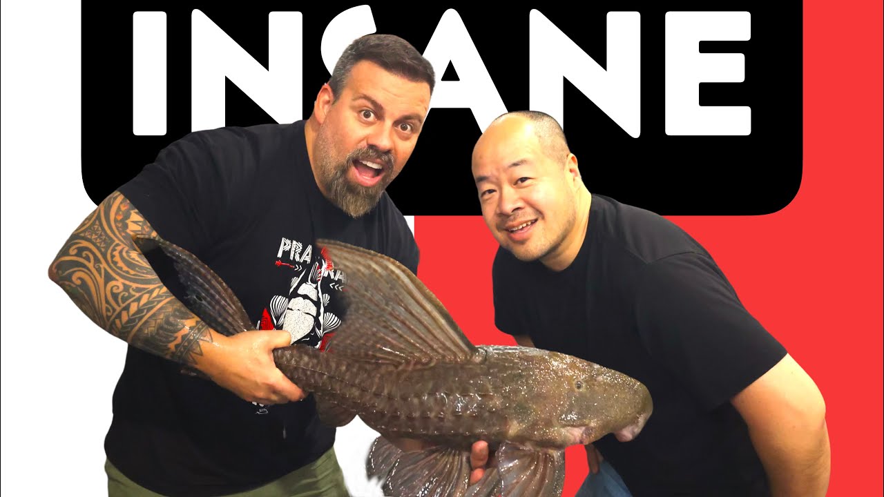 *UNBOXING* Live Fish from BRAZIL! GIANT MYSTERY PLECO!!!