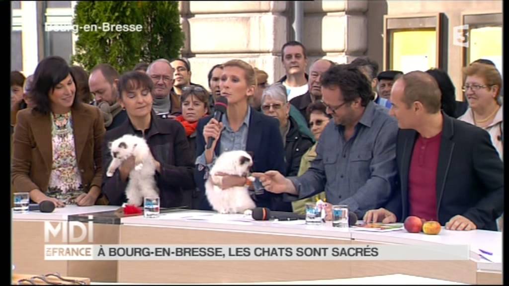 Les Sacrés de Birmanie du MAS LA FONTAINE sur France 3- BIRMANS cats on French TV.mpg