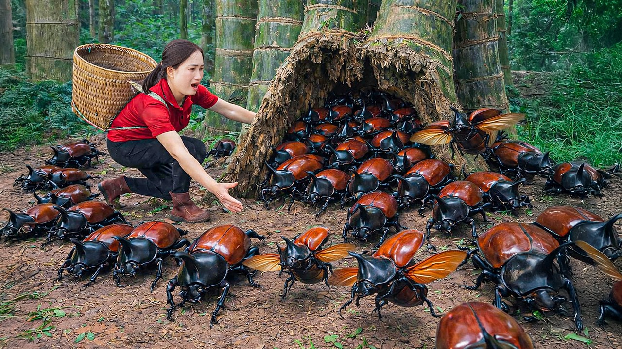 Harvesting +1000 Giant Beetles from Rotten Tree for Survival Cooking, 150 Days From Egg To Survivor