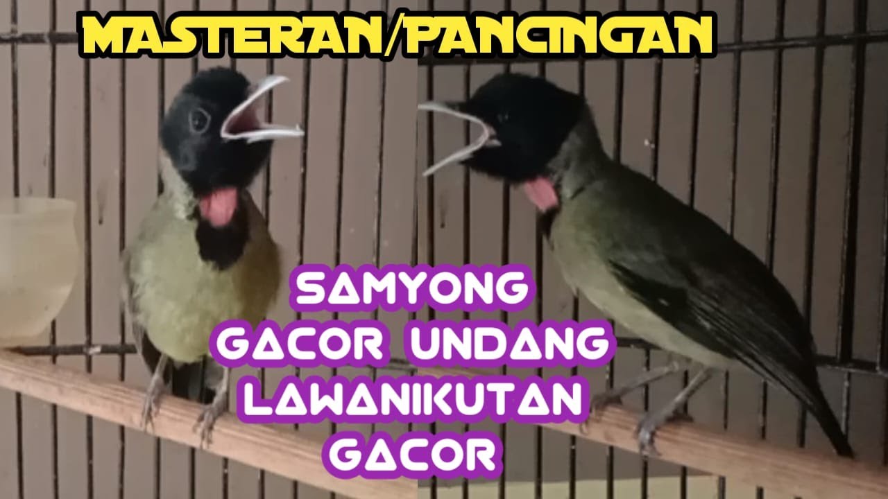 BURUNG SAMYONG GACOR JAGOAN KICAU 1001