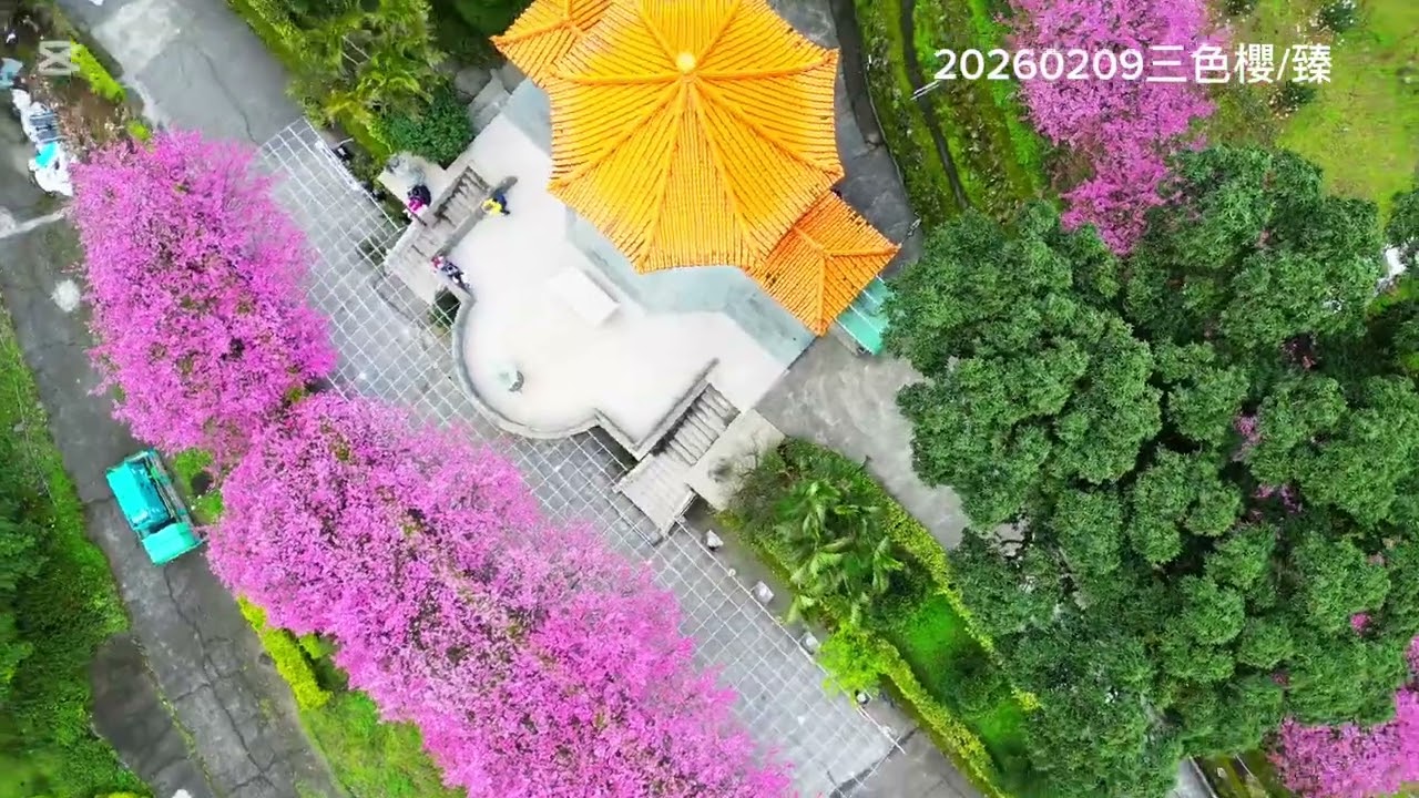 20260209天元宮三色櫻