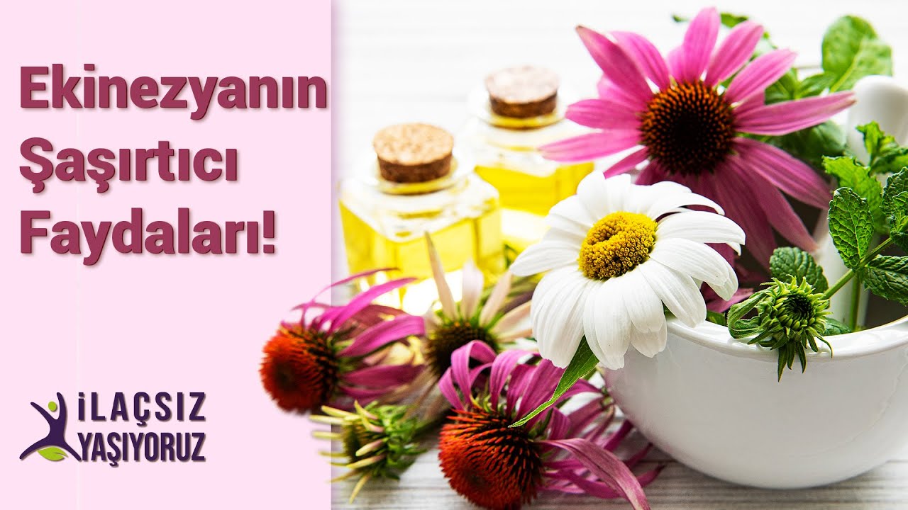 Ekinezya'nın Şaşırtıcı Faydaları❗🌸
