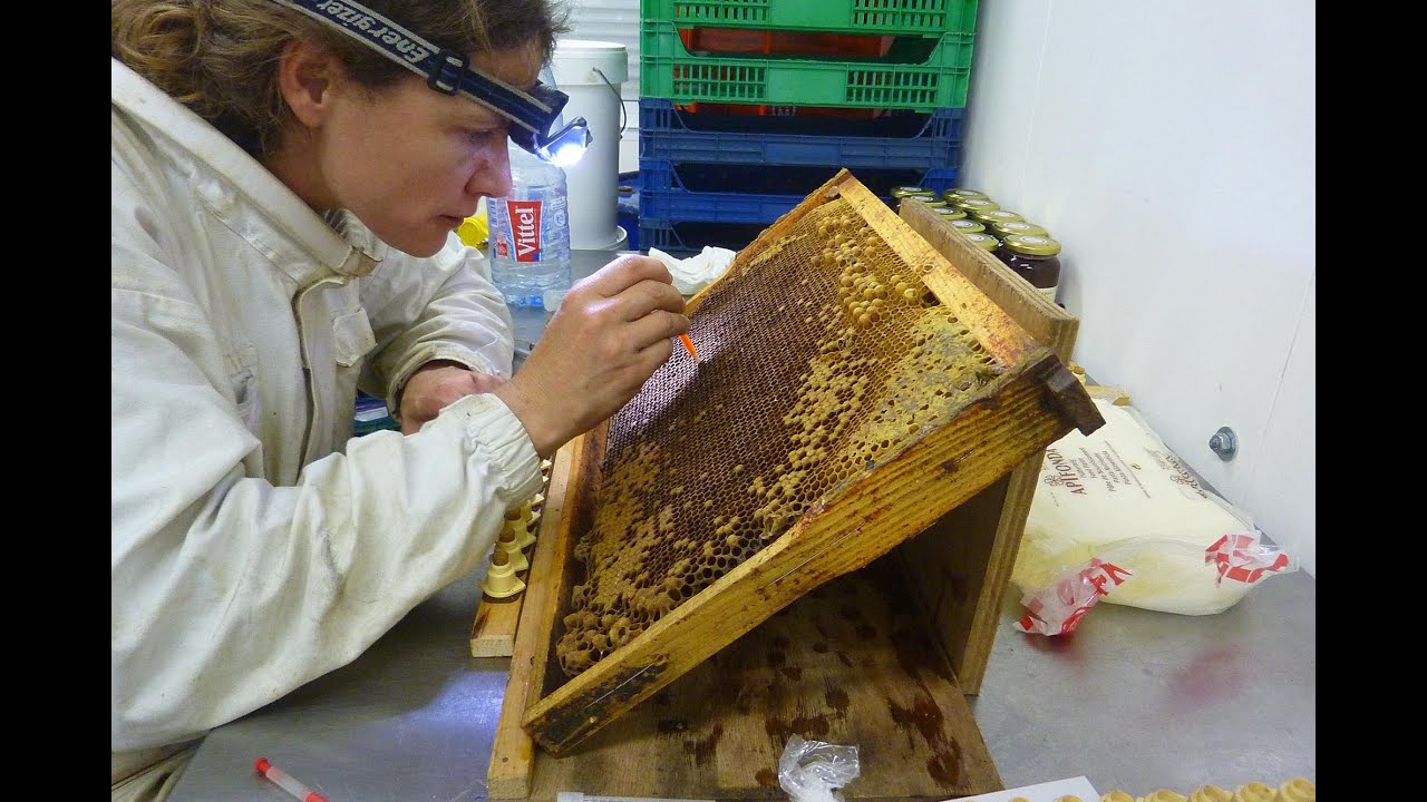 Apiculture élevage de reines mai 2016 Angela Mallaroni.