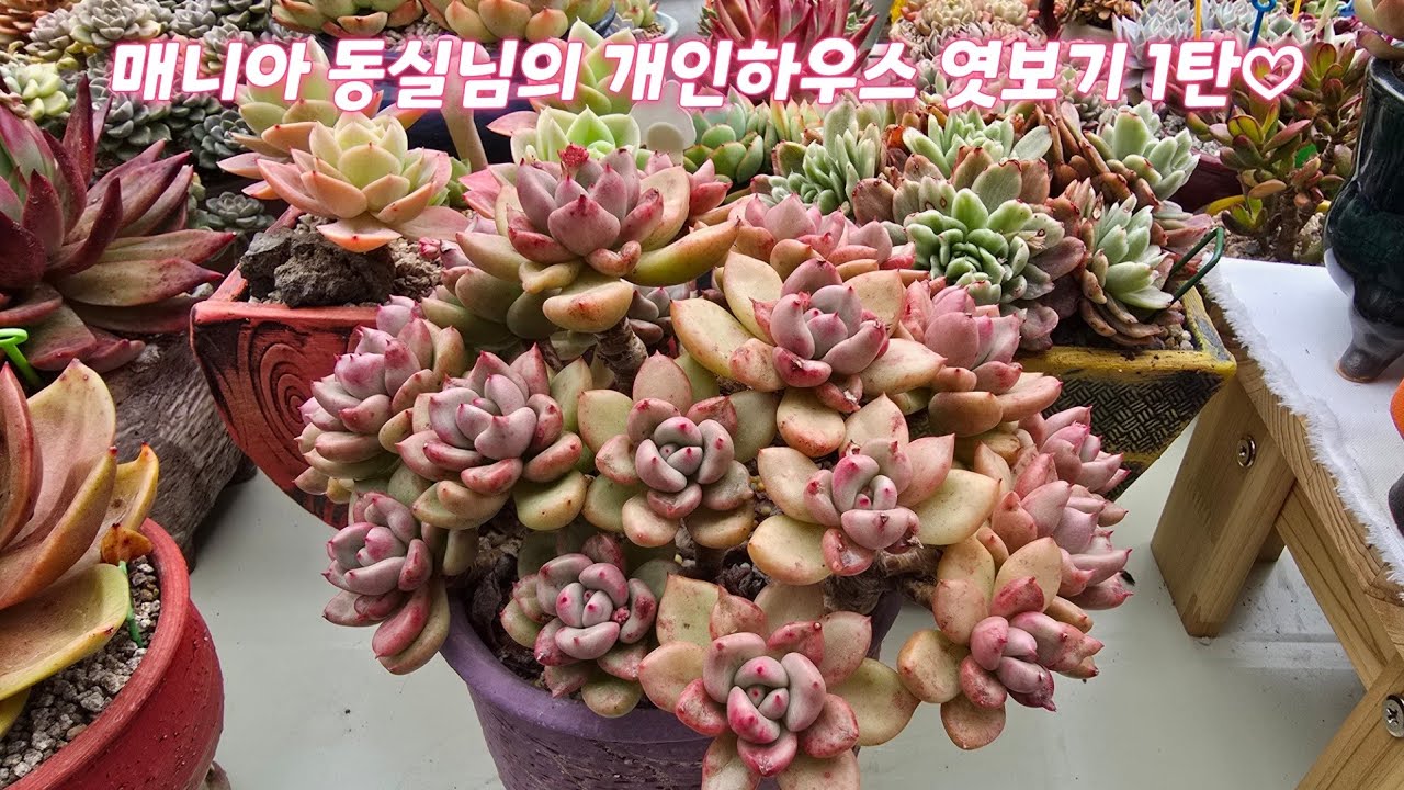 260314 매니아 동실님의 개인하우스 엿보기1탄/ 모래요정 다육식물 (多肉植物) (たにくしょくぶつ) Korean Succulent
